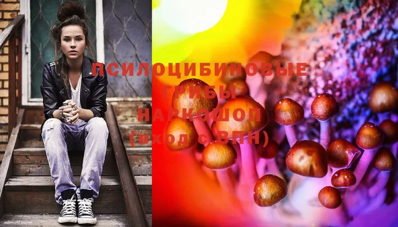 Псилоцибиновые грибы Cubensis  Аркадак 